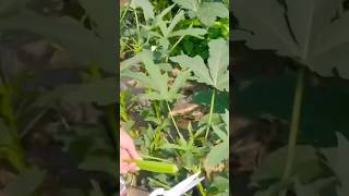 Harvesting Okra #gardening