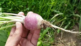 What is Turnips / Shaljum | How do you eat turnips?