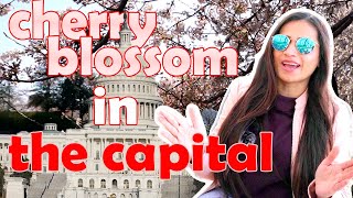 National Cherry Blossom Festival | Washington DC Tour