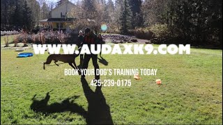 Board and Train At Audax K9 Academy