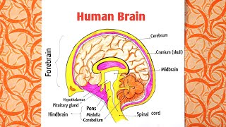 Human Brain Diagram / How to draw Human Brain Easy Step By Step/ Brain Diagram