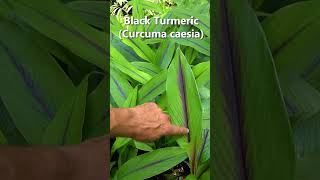 SO Rare and Medicinal: Get Your Hands on Black Turmeric on our Online Store! #foodforest #gardening