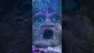 Creepy Face in Aquarium #shorts #aquarium #sealife #ytshorts