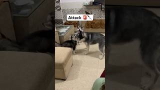 Husky puppy’s attack on mother @ReviewReloaded  #shorts #pushpa #husky #dog y