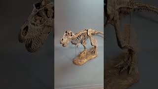 Tyrannosaurus Rex Skeleton #trex #skeleton #shorts #ytshorts