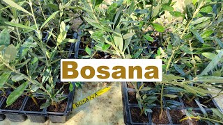 Olivo Bosana