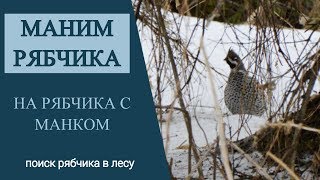 На рябчика с манком. Ищем рябчика в лесу