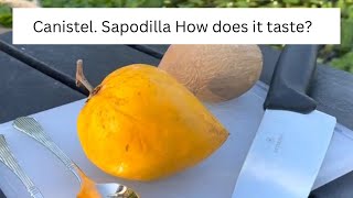 Canistel Egg fruit. Sapodilla. Tropical fruits. How does it taste?