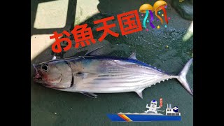 内航貨物船大峰山丸　お魚天国＼(^^)／