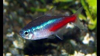 Quick Species Profile #1 : The Neon Tetra (Paracheirodon innesi )