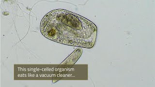 Single-celled Vacuum Cleaner Eats