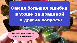 Самая большая ошибка в уходе за  драценой и другие вопросы   // Интересная новость для подписчиков