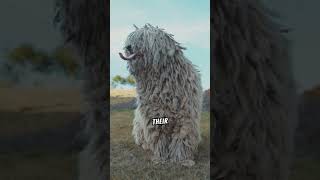 Dive Into The Amazing World Of The Komondor