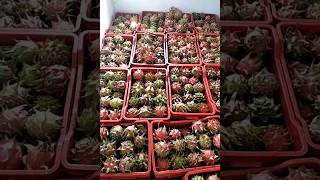 Dragon fruit farming #C variety #agriculture #farming #telengana