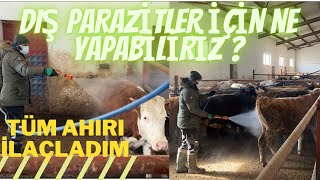 SIĞIRLARDA PARAZİT-BİT HASTALIĞI TEDAVİSİ