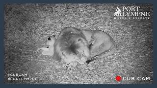 Lion Cub Cam Highlight | Cub Cuddles Up To Dad