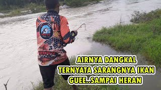 SUNGAI DANGKAL TERNYATA SARANGNYA IKAN AUTO PANEN