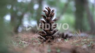 Pinecone on ground in nature in the middle of a coniferous pine forest and trees amongst pine evergr