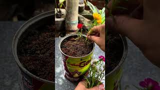 Ten o'clock flower growing tips #shorts