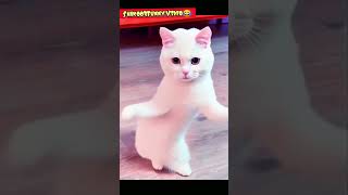 percian cat funny dance 😂 patali kamriya bole hay hai😍😹 #catdance #funny #youtubeshorts