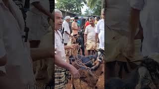 ഇന്ന് എല്ലാം മുട്ടനാടുകൾ #shorts #goatfarming #goatloves #buffallo #cowfarming #Chantha #pets