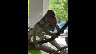 The feeding of the worlds largest chameleons #pets #lizard #chameleon #florafaunawf #prehistoric ￼