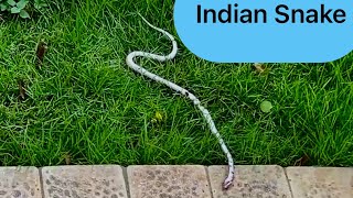 SNAKES 🐍 and INDIA 🇮🇳 snake in garden 😮