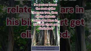 Banyan tree holds a very significant mystic and astrological value #divinetips