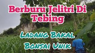 BERBURU BAKAL BONSAI JELITRI BONUS WARU GUNUNG | BELAJAR BONSAI