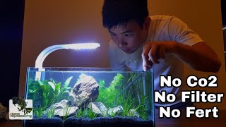 My First NO TECH AQUARIUM (How to :No Co2/No Filter/No Fert)