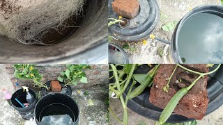 Refill Deep Water Culture Bucket System | Hydroponics में nutrition को ऐसे refill करे #terracegarden