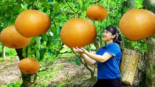 How to Harvest Brown pears, Goes To The Market Sell - Harvesting and Cooking | Tieu Vy Daily Life