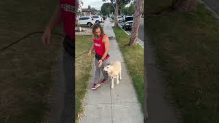 Stop Door Rushing With This Dog Trainer Secret 🤫