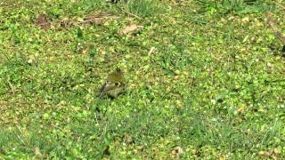 Goldcrest, Lynford Arboretum, Norfolk