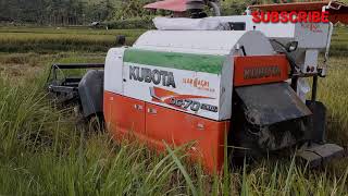 PANEN PADI MODERN,MESIN COMBINE,KUBOTA DC-70 PLUS