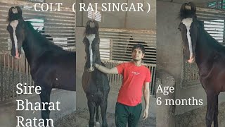 COLT = RAJ SINGAR Sire by BHARAT RATAN and DAM =RAJ RANI !!!!!