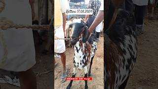 Retteri Market 17.08.2024| Saturday | Vella Aadu |#2024 #goat #sheep #chennai #india  #shorts #reels