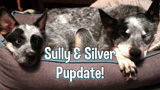 Sully & Silver Pupdate! Mostly About Silver Though 😊