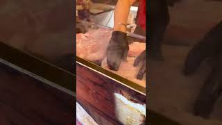 Palma's Iconic Streetfood Roast Suckling Pig #youtubeshorts #shorts #shortvideo #short #shortsvideo