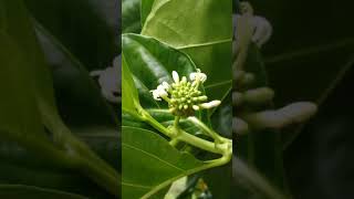 Gentianales. Rubiaceae. Morinda citrifolia. Borneo.