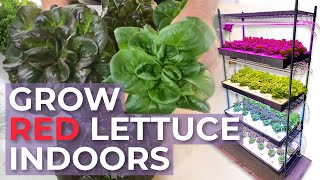 How to Grow Red Lettuce Indoors with LED Lights: Active Grow T5 LED Grow Lights Vs. Barrina & Monios