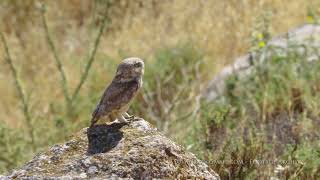 Little Owl / כוס החורבות