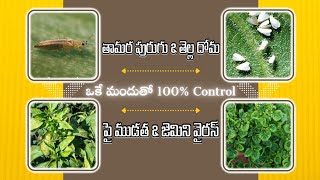 మిరపలో పై ముడత & వైరస్, రెండీటికి పని చేసే Top 7 Best Insecticides || TFS Sagubadi #suryabhaskar