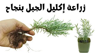 اكثار نبات الروزماري بالبيت, زراعة اكليل الجبل بالعقل, Propagating Rosemary from Cuttings