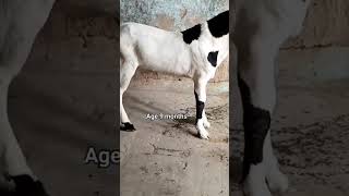 Quality kid  future breeder #goatlovers #bakra #rajanpurinukrabakra #abluk #beauty #viral