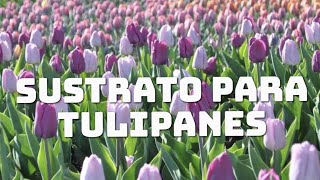 Guia de siembra de tulipán 🌷