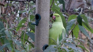 Ring-necked parakeets, Hertford