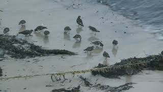 Turnstones, Isles of Scilly