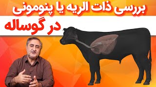 بررسی ذات الریه یا پنومونی در گوساله