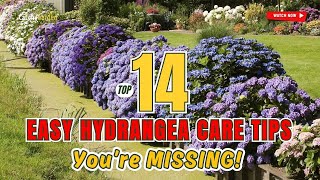 🌿 14 EASY Hydrangea CARE TIPS You’re MISSING! 👀 (Grow Like CRAZY!) // Gardening Tips